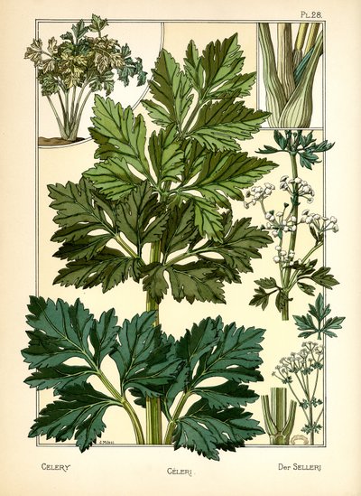 The Celery by J. Milesi